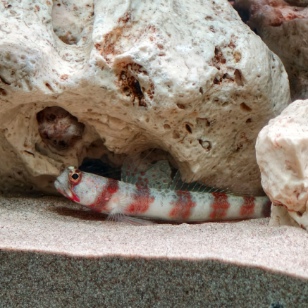 Pet Image